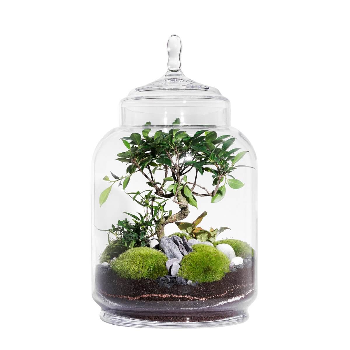 Jungle Jar Ficus Retusa Terrarium