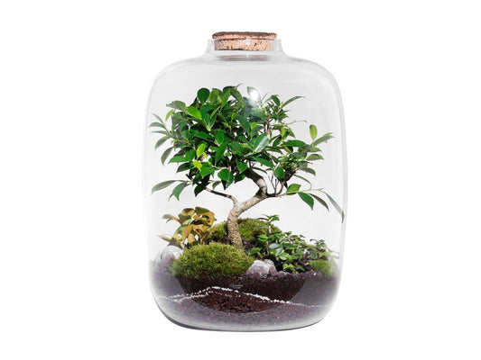 Forest XL Terrarium