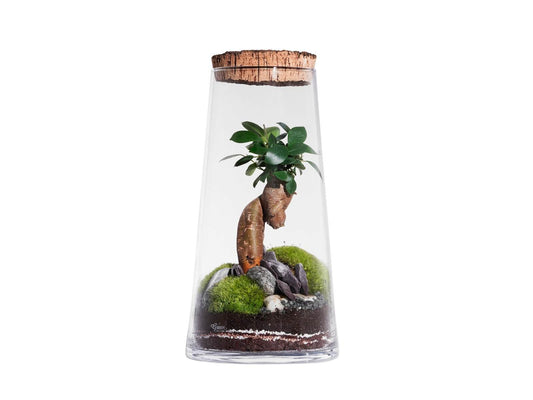 Forest Hi / Ficus Terrarium