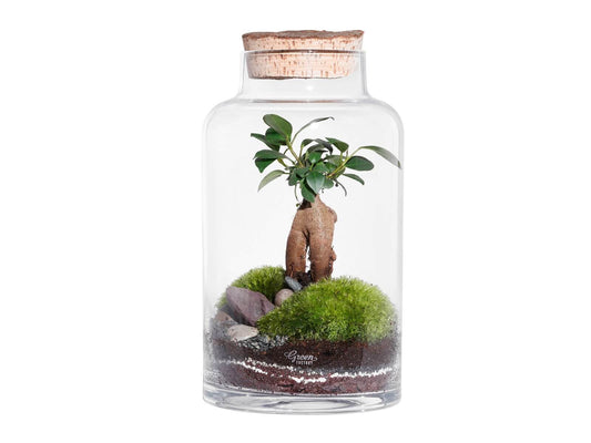 Garden Small Ficus Terrarium