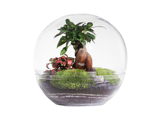 Forest Moon - Large Terrarium