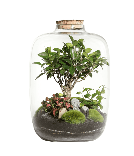 Forest Medium Terrarium